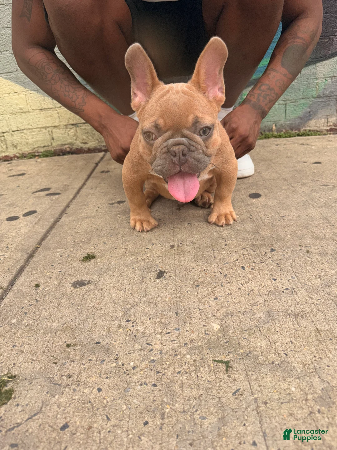 French Bulldog dogs for sale: French Bulldog 1 - Ad 2