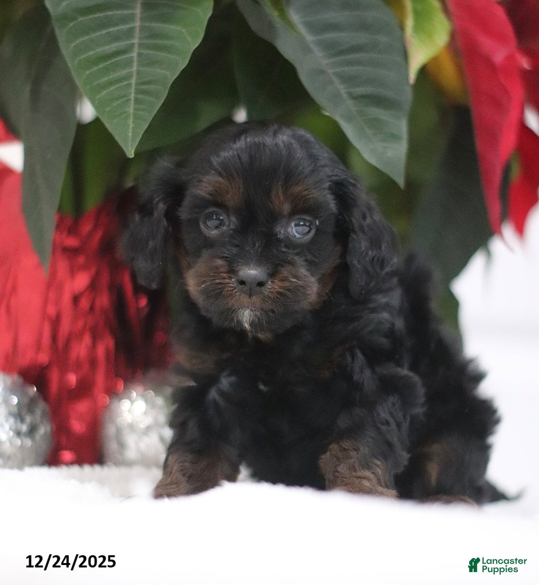 Cavapoo dogs for sale: Ava  - Ad 5