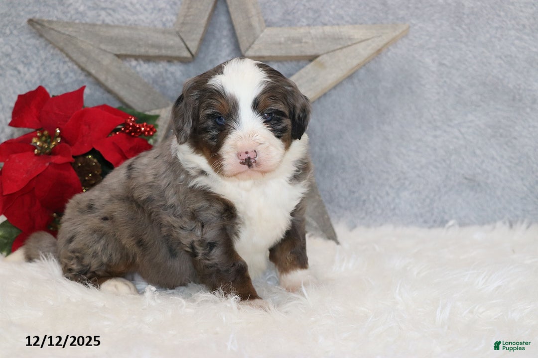 Mini Bernedoodle dogs for sale: Kenji - Ad 2