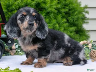 Miniature Dachshund dogs for sale: John - Ad 1