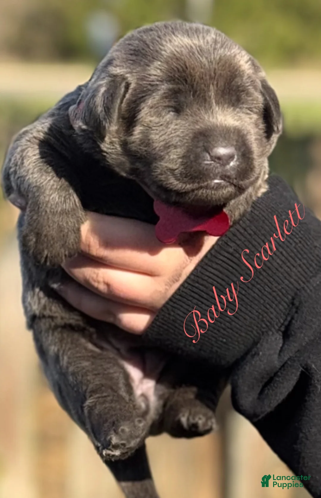 Labrador Retriever dogs for sale: Labrador Retriever Puppy 1 - Ad 2
