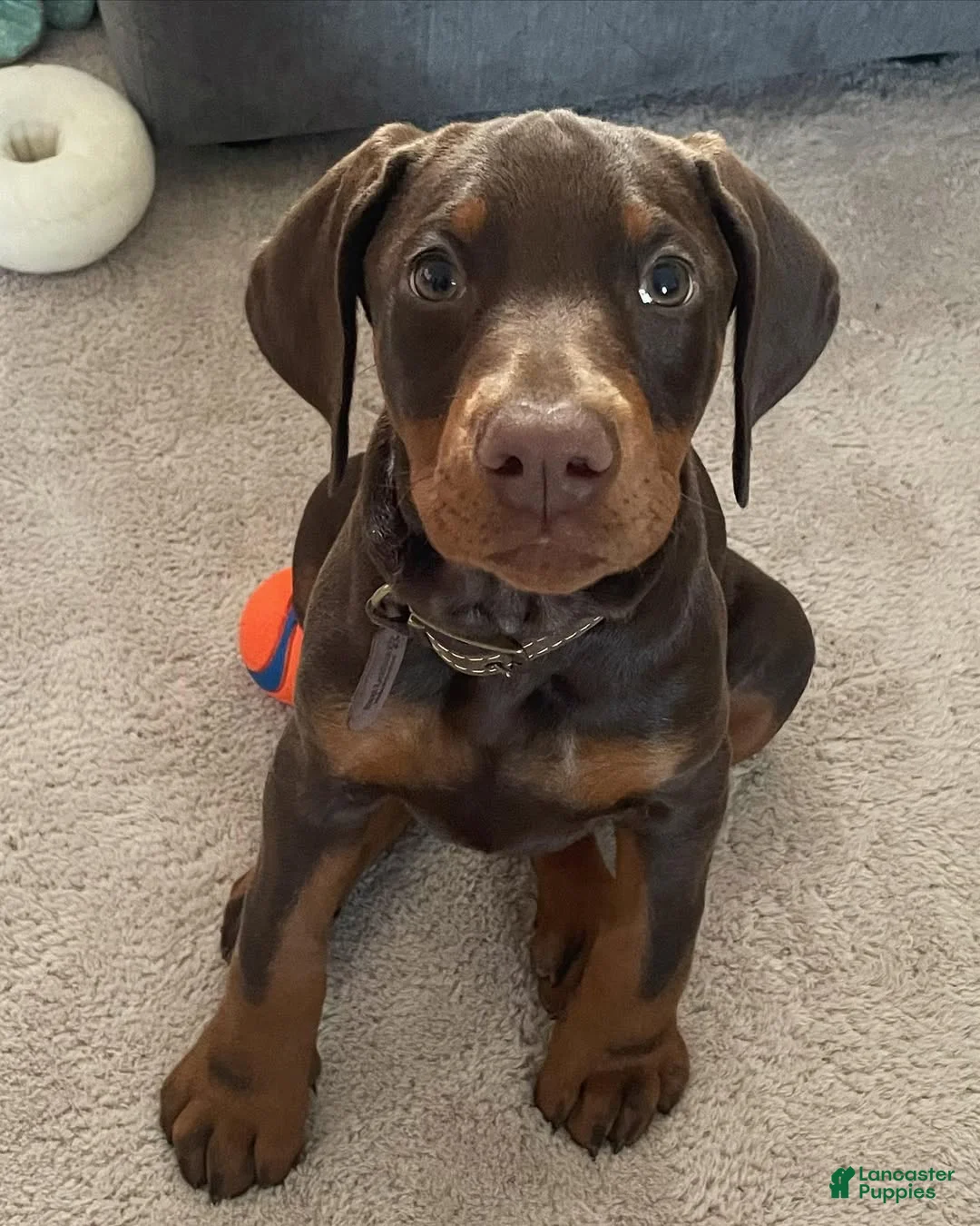 Doberman Pinscher dogs for sale: Debbie - Ad 1