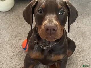 Doberman Pinscher dogs Debbie - Ad 33