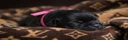 Cane Corso dogs for sale: Midnight Groove’s The Sweetest Taboo - Ad 1