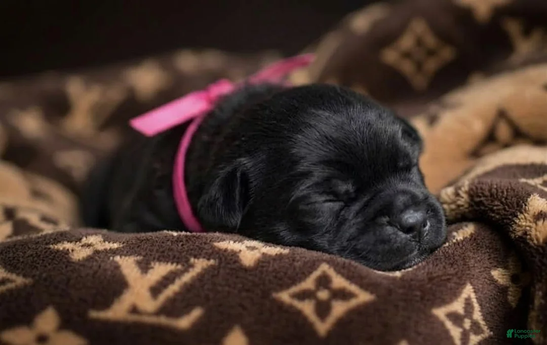 Cane Corso dogs for sale: Midnight Groove’s The Sweetest Taboo - Ad 1