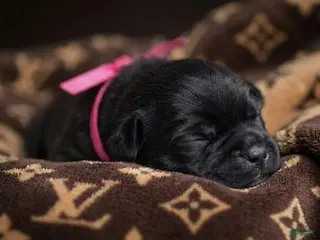Cane Corso dogs Midnight Groove’s The Sweetest Taboo - Ad 27