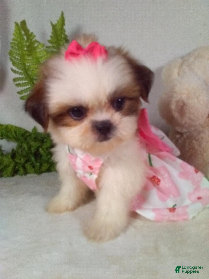 Shih Tzu dogs Mimi - Ad 2