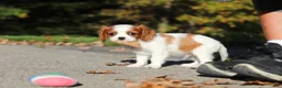 Cavalier King Charles Spaniel dogs for sale: Arlo - Ad 8