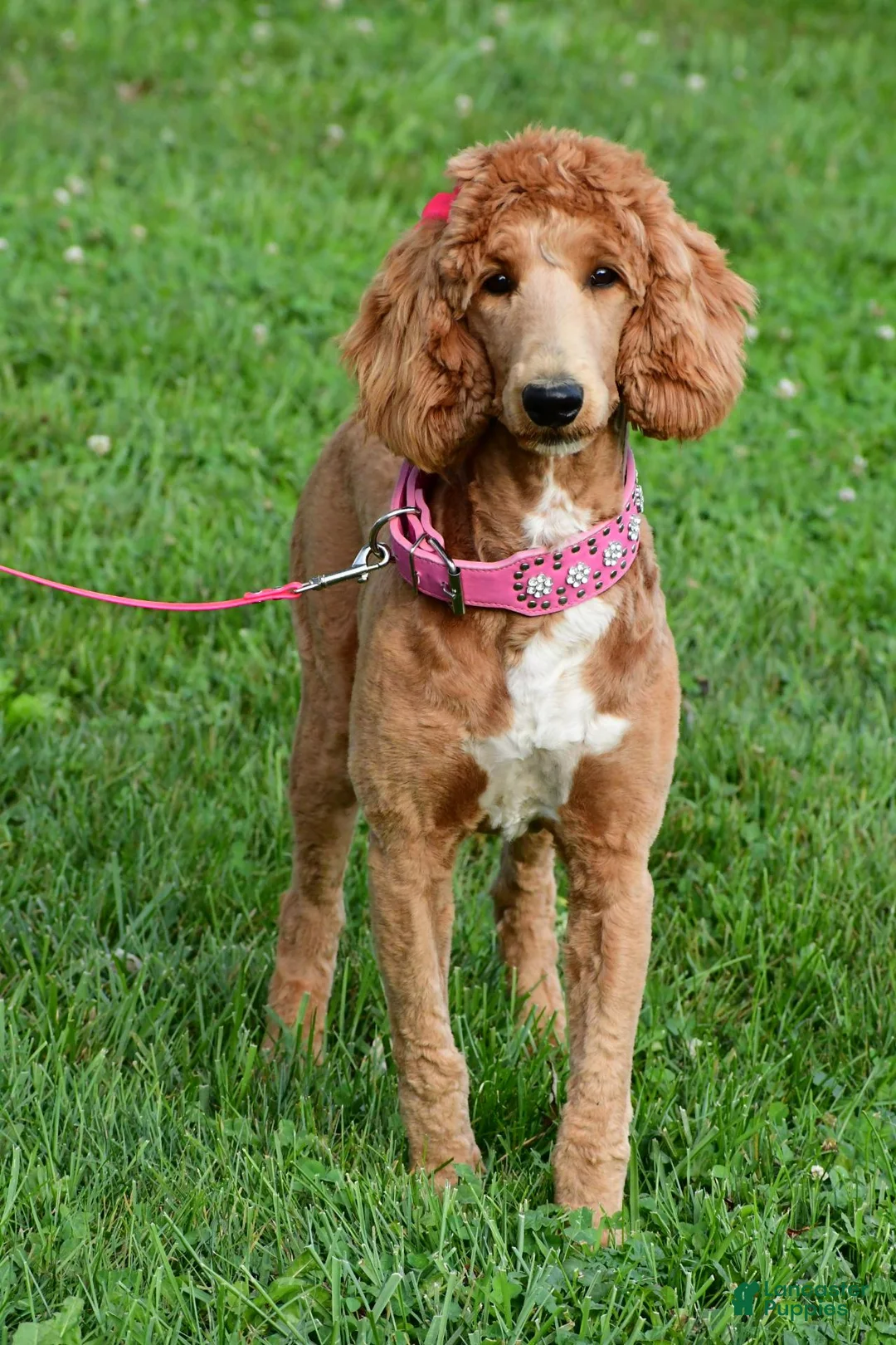 Standard Poodle dogs for sale: Lucy - Ad 2