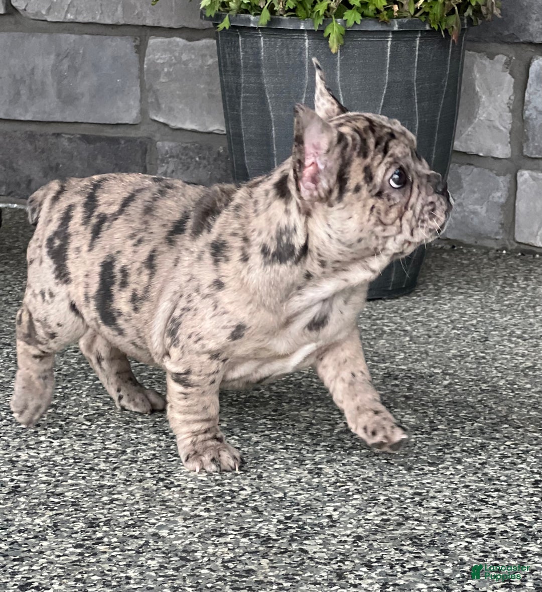 French Bulldog dogs for sale: Olympia - Ad 3