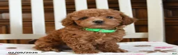 Maltipoo dogs for sale: Nebo - Ad 1