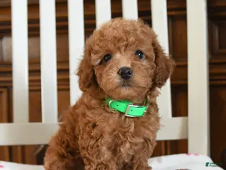 Maltipoo dogs Nebo - Ad 3