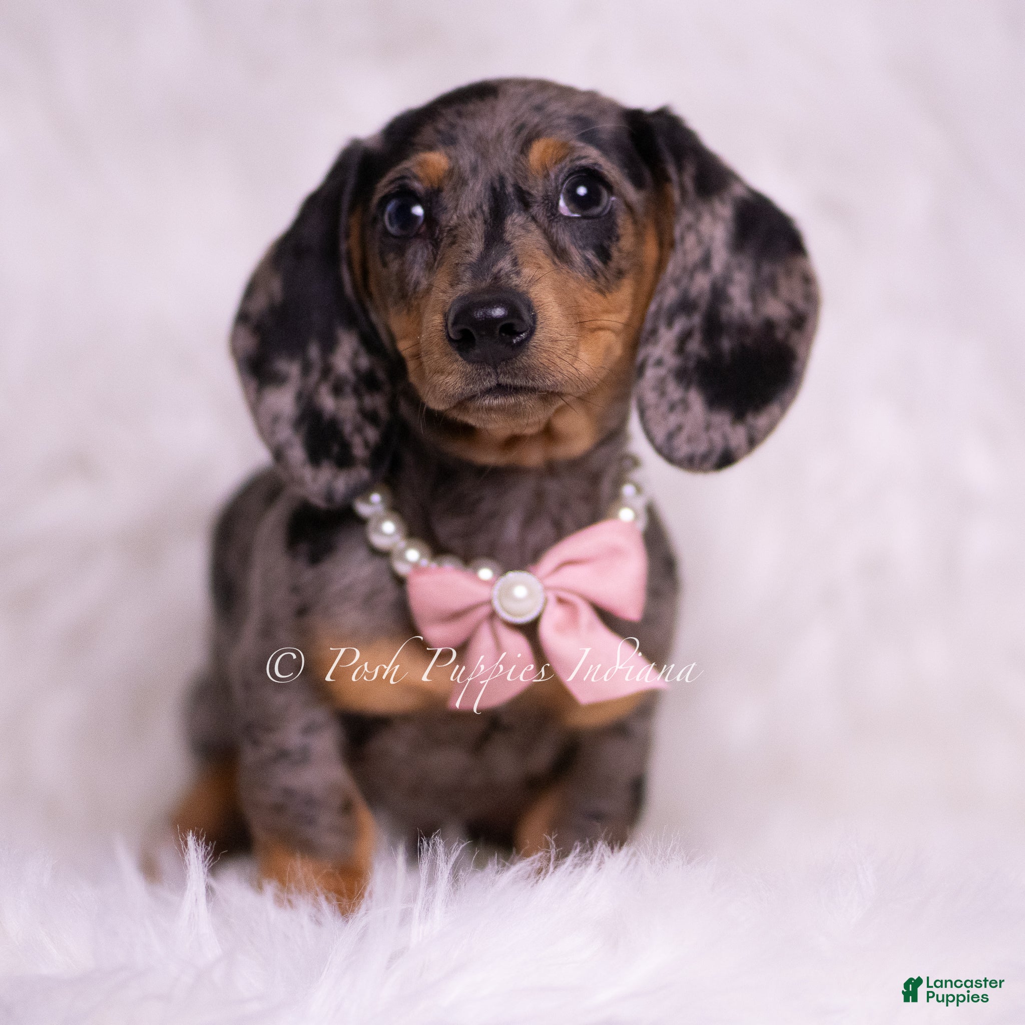 Miniature Dachshund dogs Summer - Ad 17
