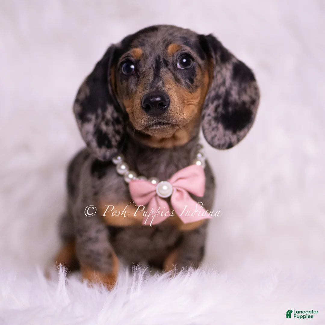 Miniature Dachshund dogs for sale: Summer - Ad 1