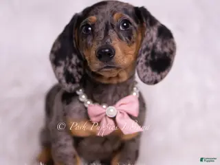 Miniature Dachshund dogs Summer - Ad 17