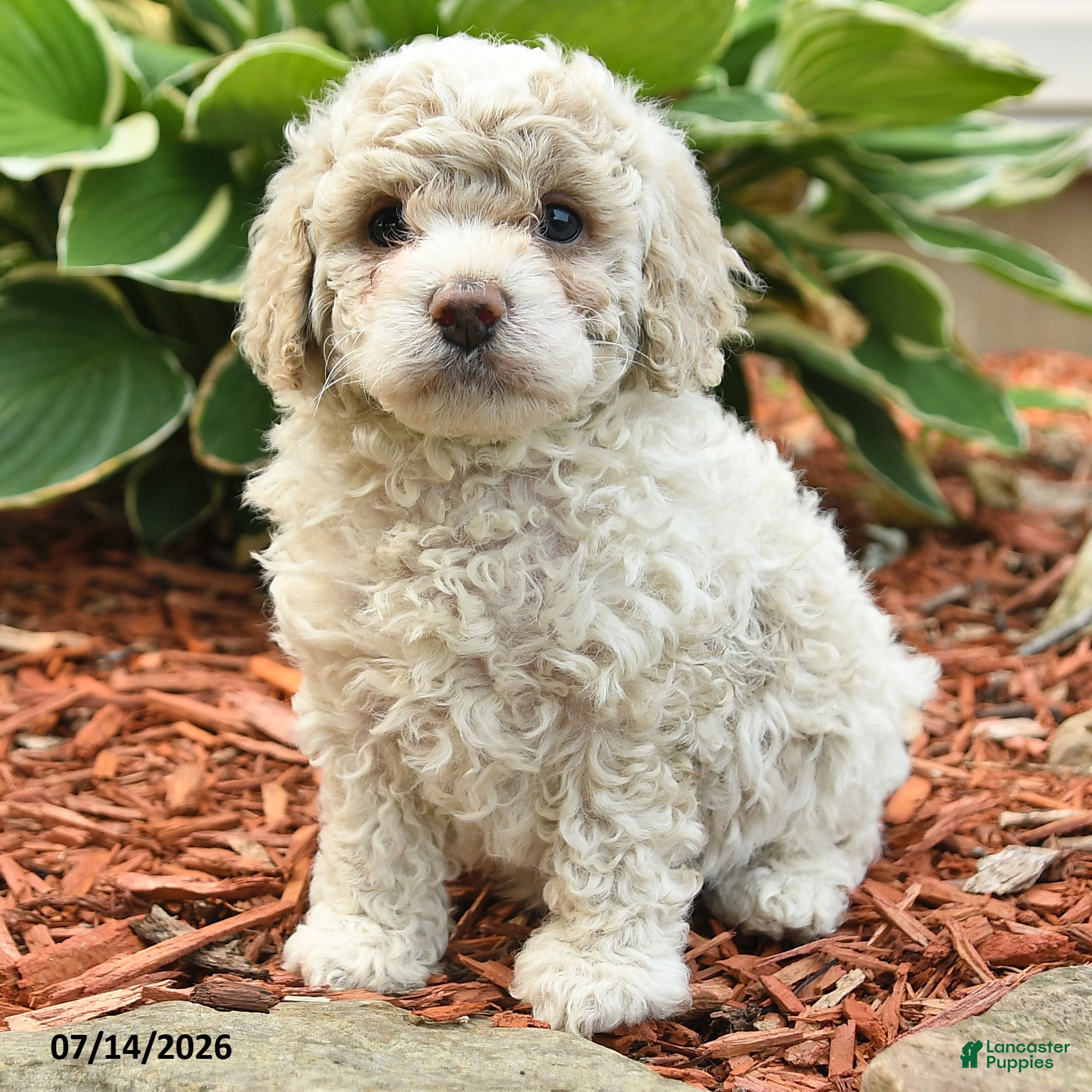 Cockapoo dogs Nick  - Ad 2