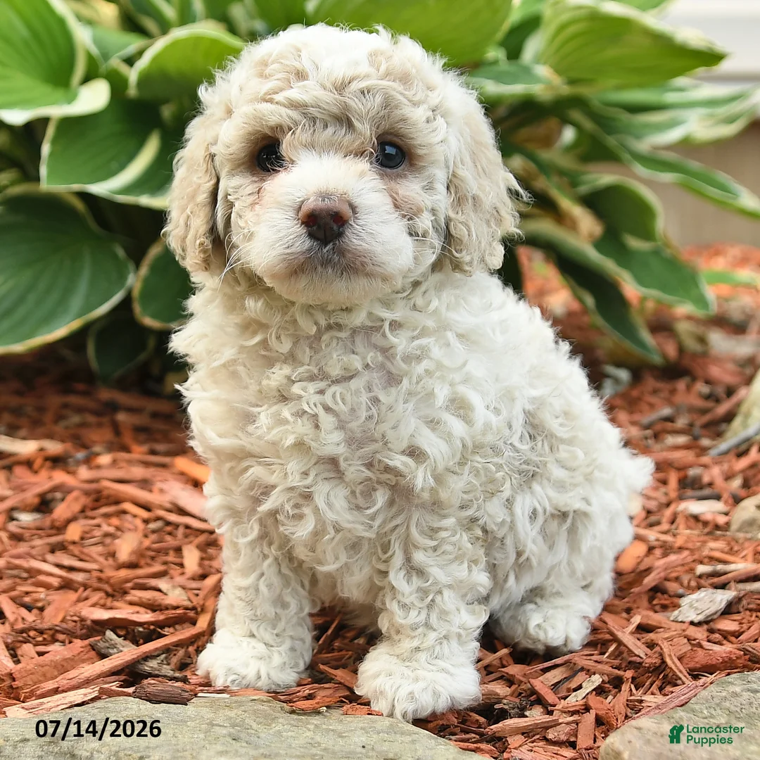 Cockapoo dogs for sale: Nick  - Ad 2