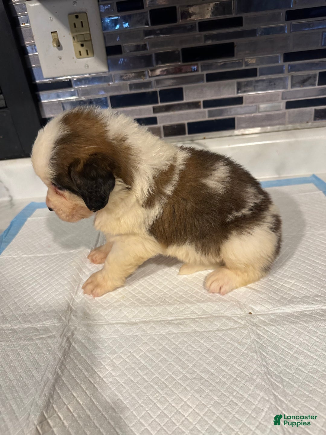 Saint Bernard dogs for sale: Puppy 13 - Ad 3
