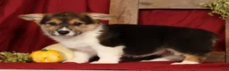 Welsh Corgi Pembroke dogs for sale: Trixie - Ad 4