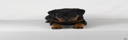 Rottweiler dogs for sale: Rottweiler Puppy 6 - Ad 2