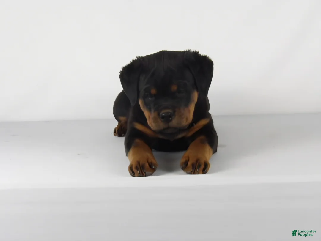 Rottweiler dogs for sale: Rottweiler Puppy 6 - Ad 2