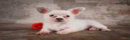 Chihuahua dogs for sale: Alex - Ad 12