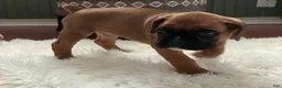 Boxer dogs for sale: Munich - Ad 5