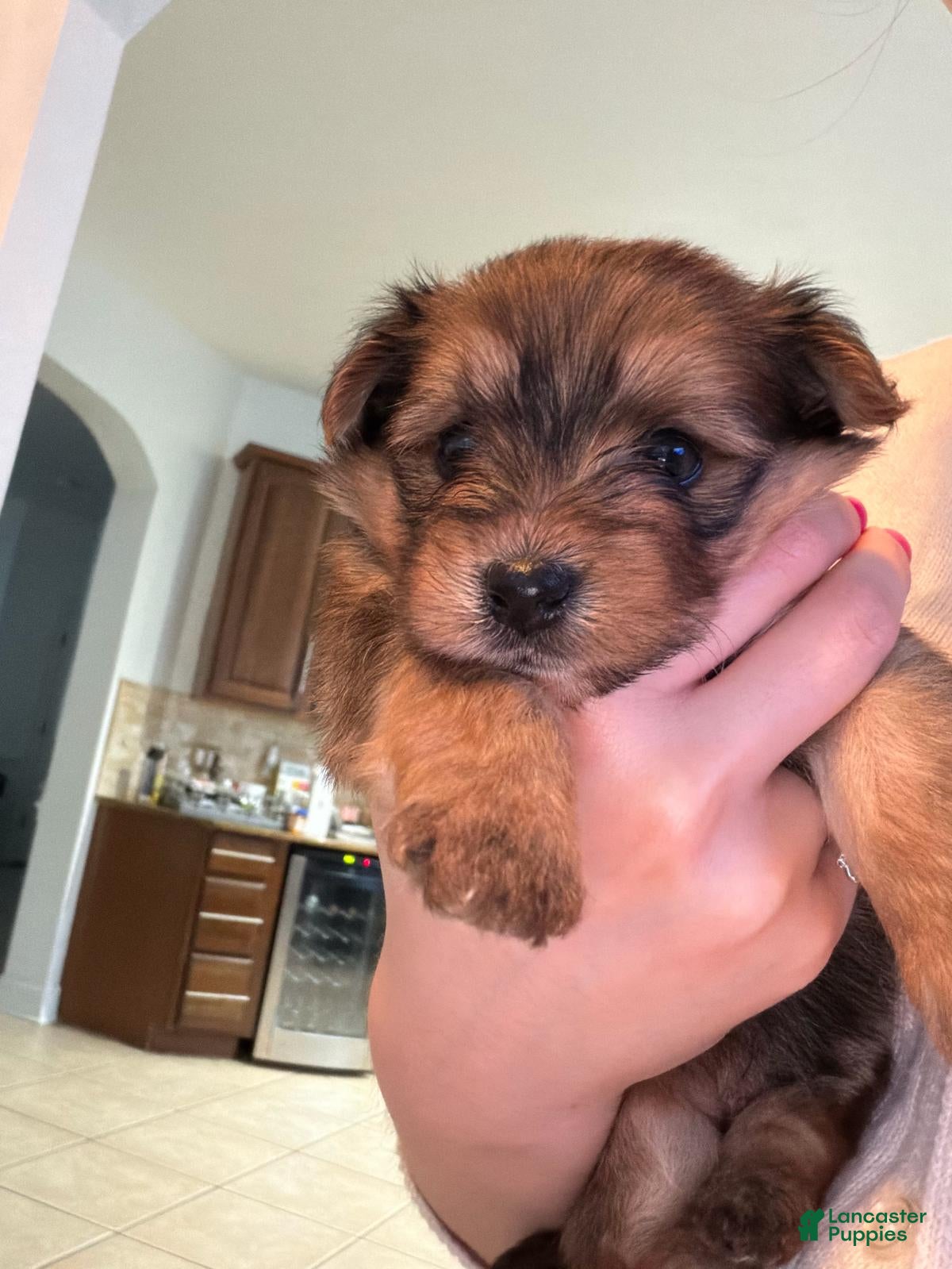 Mixed Breed dogs Male Puppy 1 - Ad 15