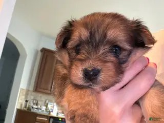 Mixed Breed dogs Male Puppy 1 - Ad 15