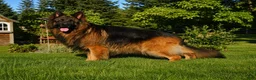 German Shepherd dogs for sale: Blue Boy - Ad 7