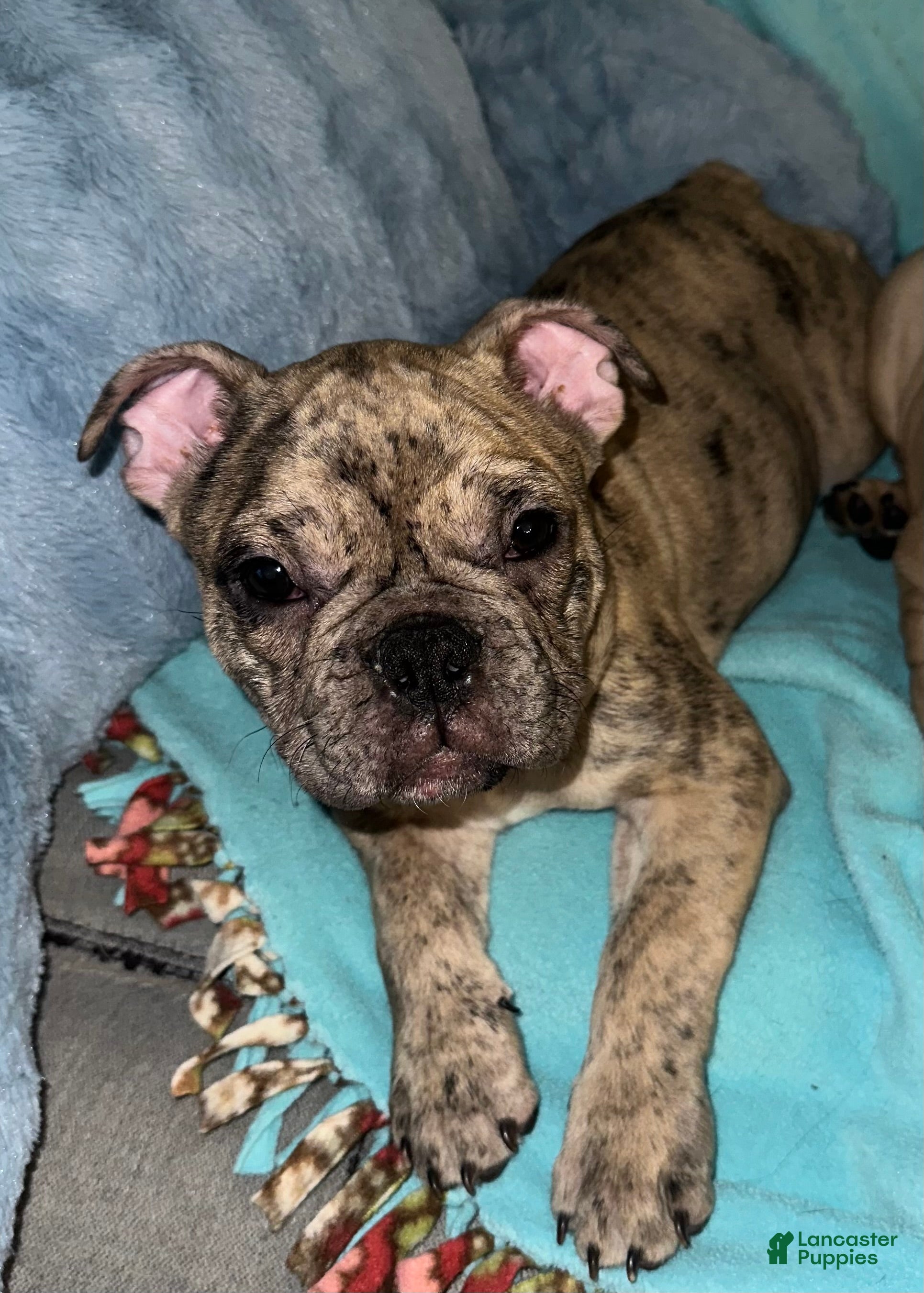 French Bulldog dogs Junior - Ad 40