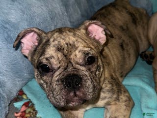 French Bulldog dogs Junior - Ad 41