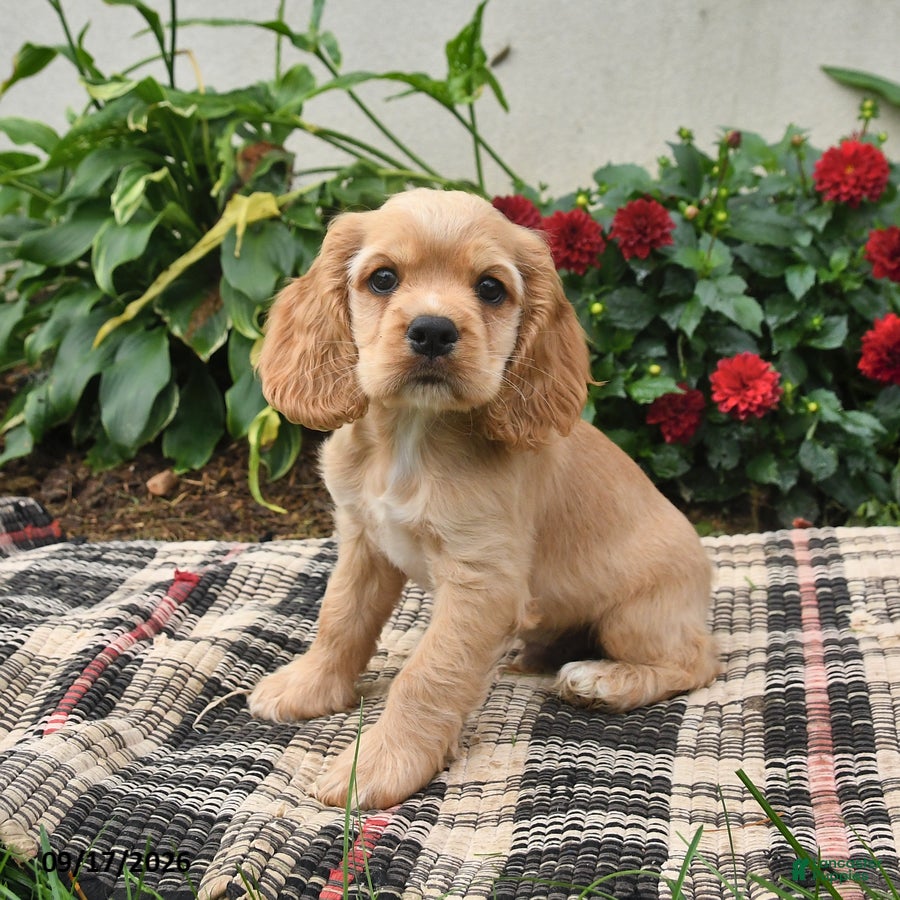 English Cocker Spaniel dogs for sale: Buddy - Ad 3