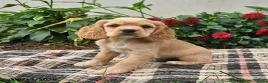 Buddy