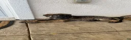 Mixed Breed dogs for sale: Mixed Breed Puppy 3 - Ad 3