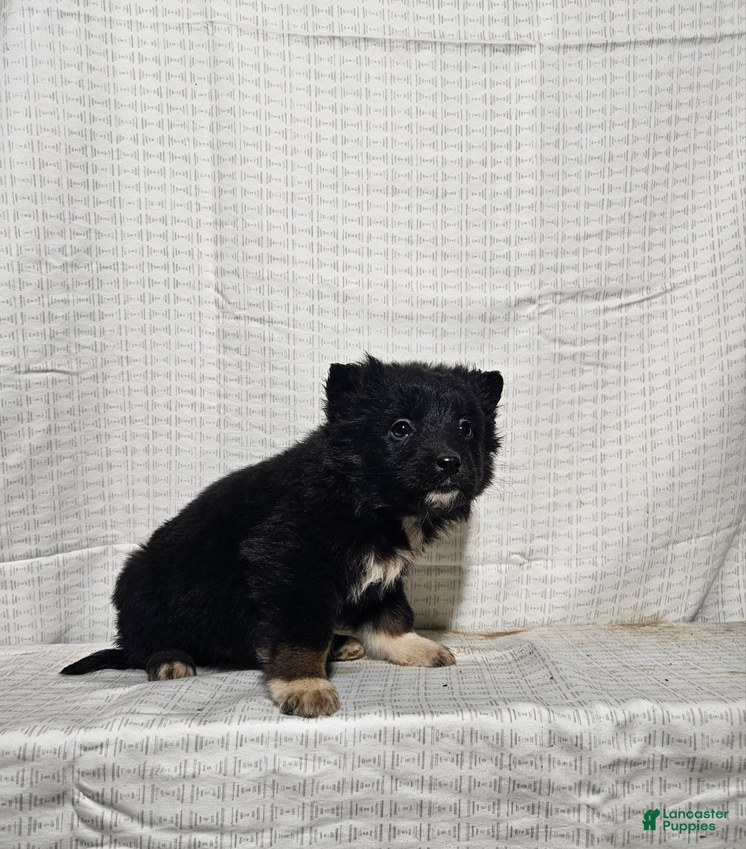 Mixed Breed dogs for sale: Lindsey  - Ad 3