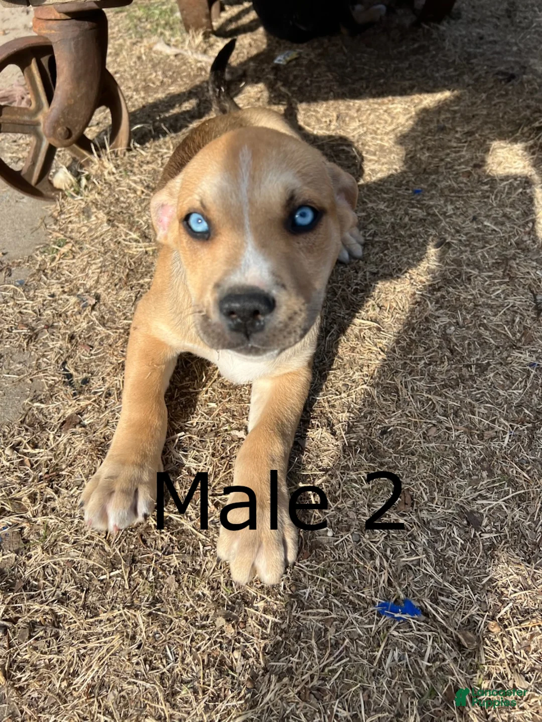 Mixed Breed dogs for sale: Mixed Breed Puppy 2 - Ad 2