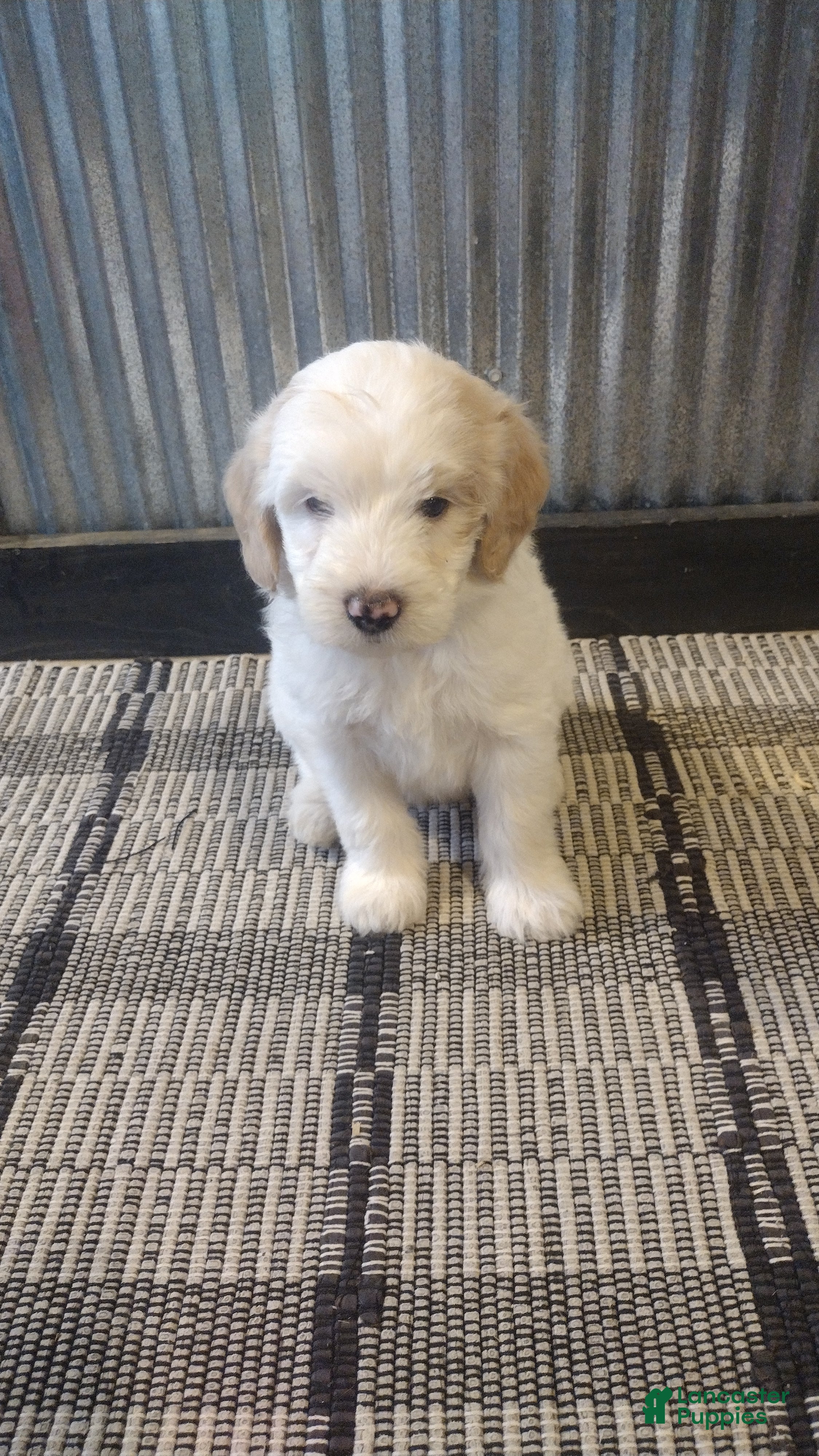 Mini Goldendoodle dogs Rylie  - Ad 1