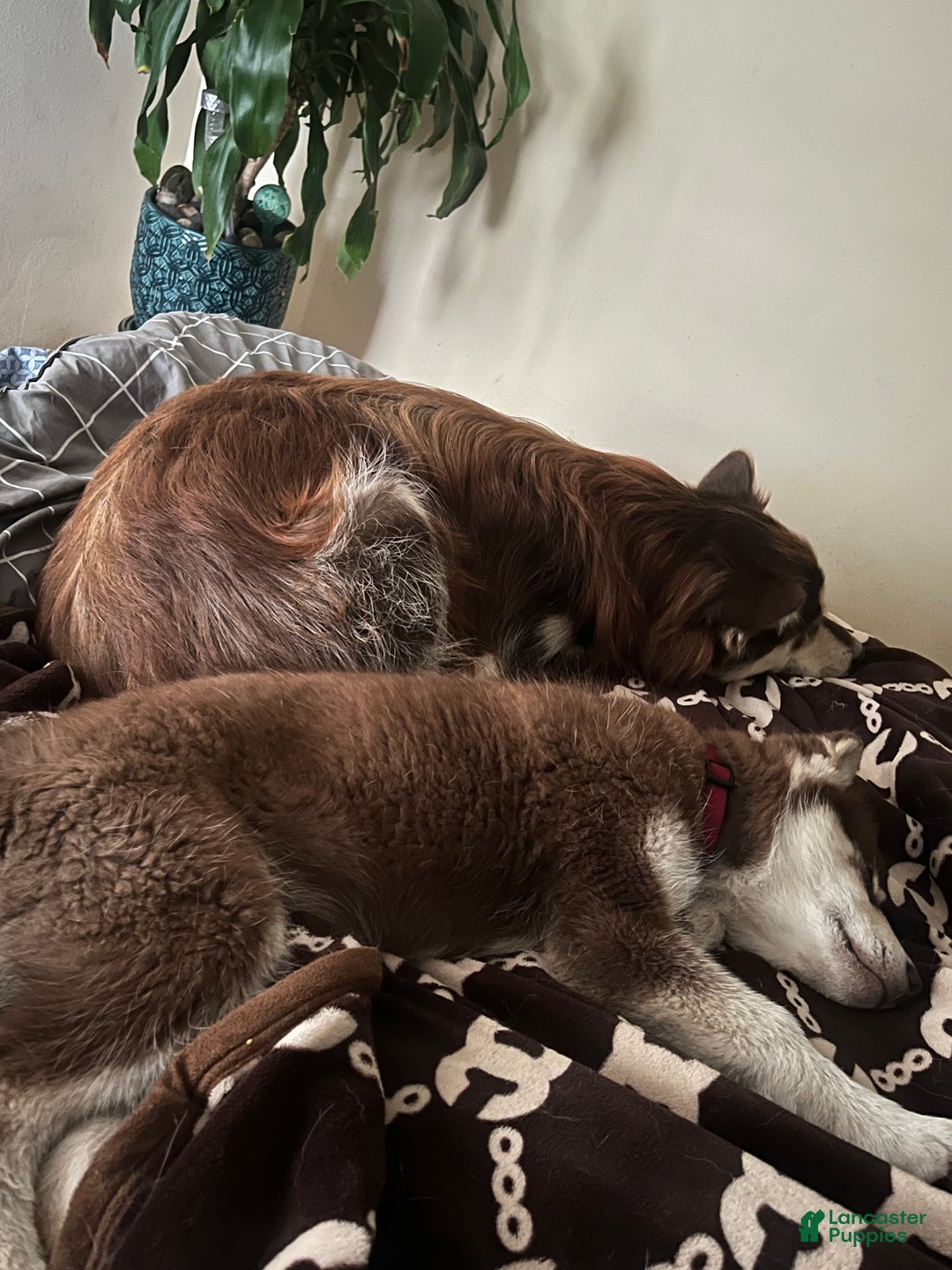 Alaskan Malamute dogs for sale: Alaskan Malamute Puppy 2 - Ad 1