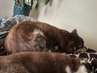 Alaskan Malamute dogs Alaskan Malamute Puppy 2 - Ad 4