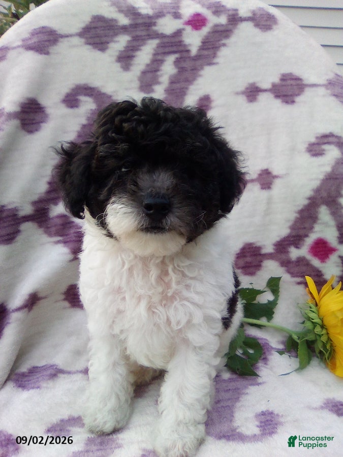 Miniature Poodle dogs Rover - Ad 1