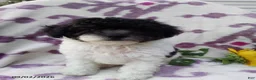 Miniature Poodle dogs for sale: Rover - Ad 1