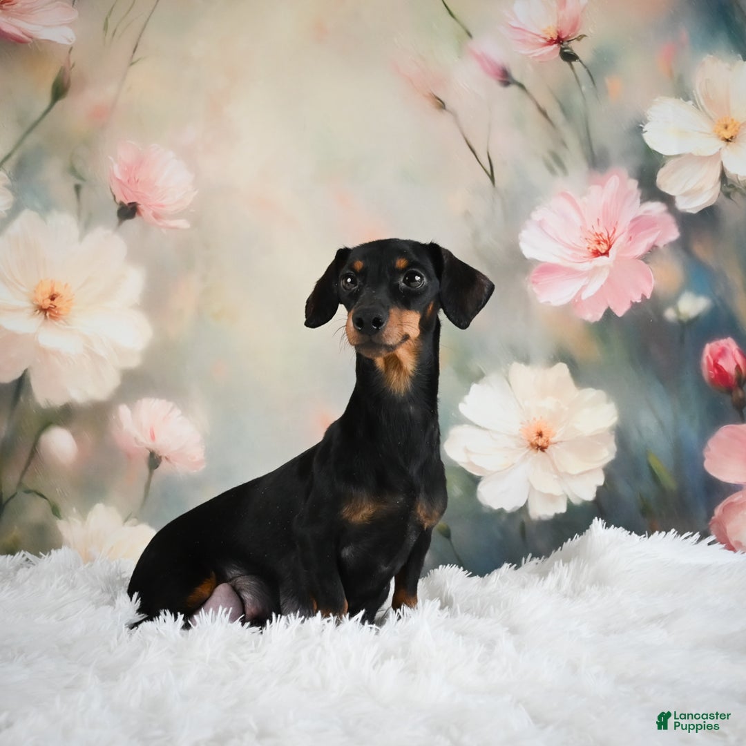 Miniature Dachshund dogs for sale: AKC-Maggie - Ad 18