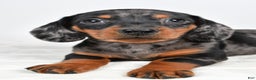 Miniature Dachshund dogs for sale: Cassidy - Ad 5