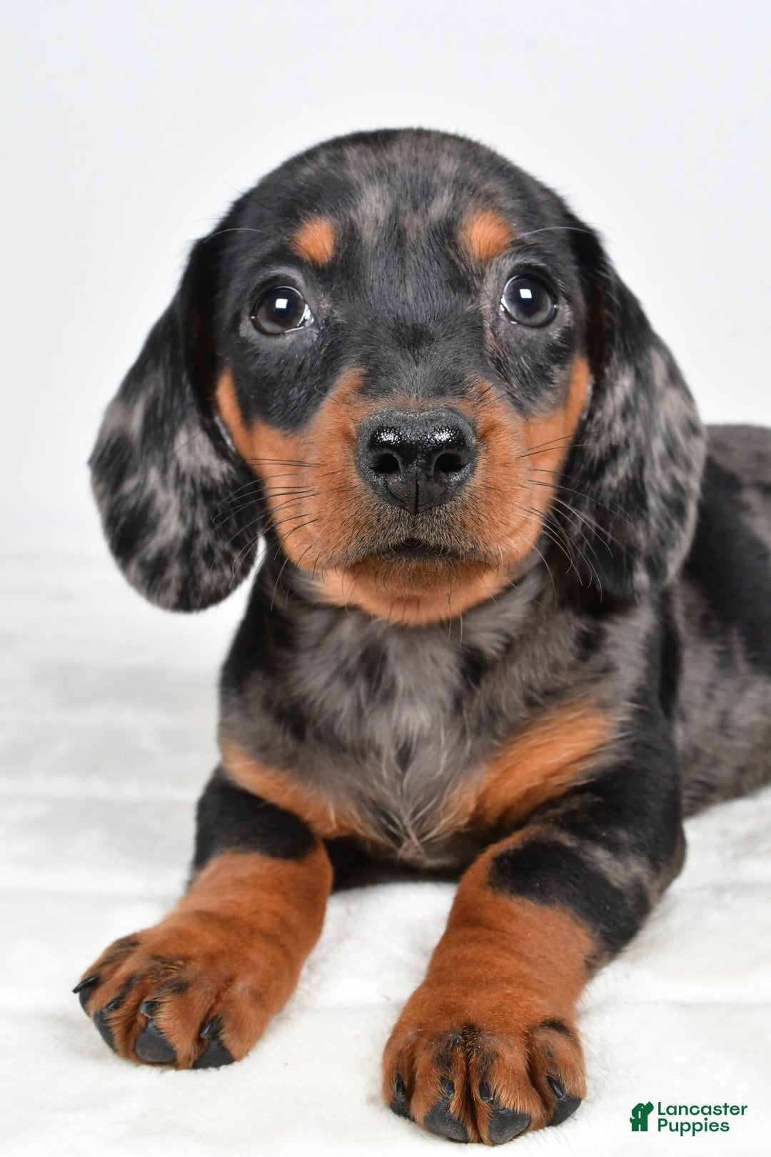 Miniature Dachshund dogs for sale: Cassidy - Ad 5