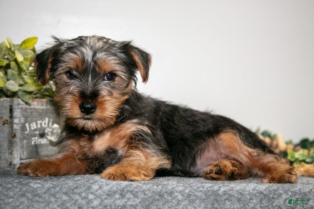 Yorkshire Terrier dogs for sale: Aaron - Ad 1