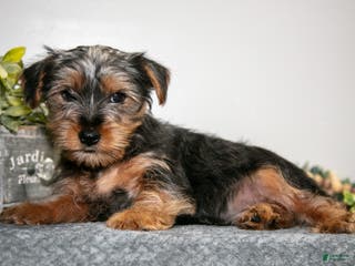 Yorkshire Terrier dogs Aaron - Ad 33
