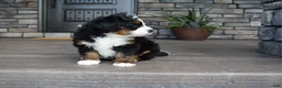 Mini Bernedoodle dogs for sale: Jett - Ad 11