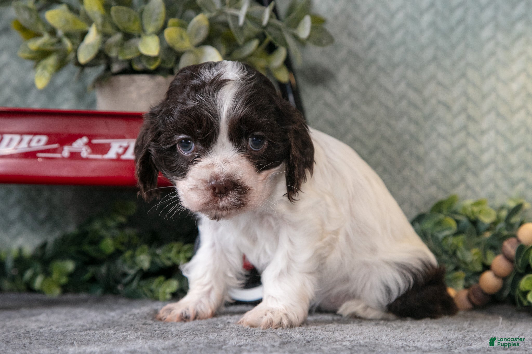 Cocker Spaniel dogs Lainey - Ad 2
