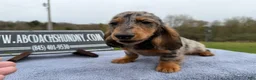 Miniature Dachshund dogs for sale: AKC Show Dapple- Russian - Ad 16